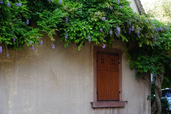 Ένα Καταπράσινο Δέντρο Λεβάντας Μωβ Λουλούδια Από Παραθυρόφυλλα Αγροτικού Κτιρίου — Φωτογραφία Αρχείου