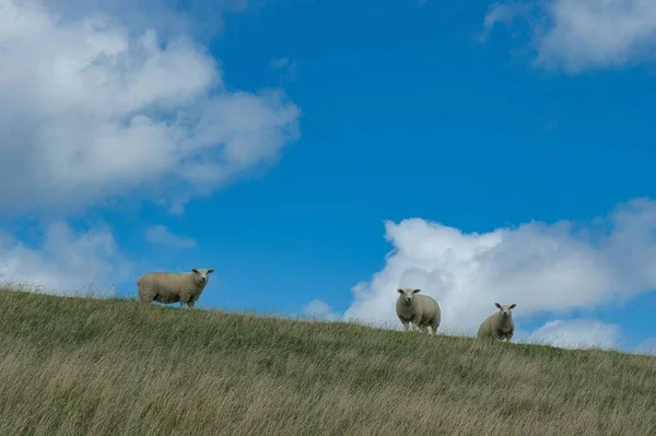 Almanya Nın Westerhever Köyünde Yemyeşil Çayırlarda Otlayan Teksaslı Bir Koyun — Stok fotoğraf