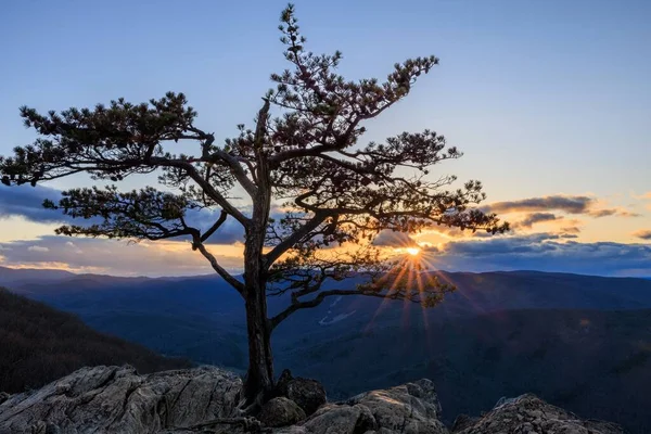 维吉尼亚州蓝岭公园路上的落日和岩石悬崖上的干枯树 — 图库照片