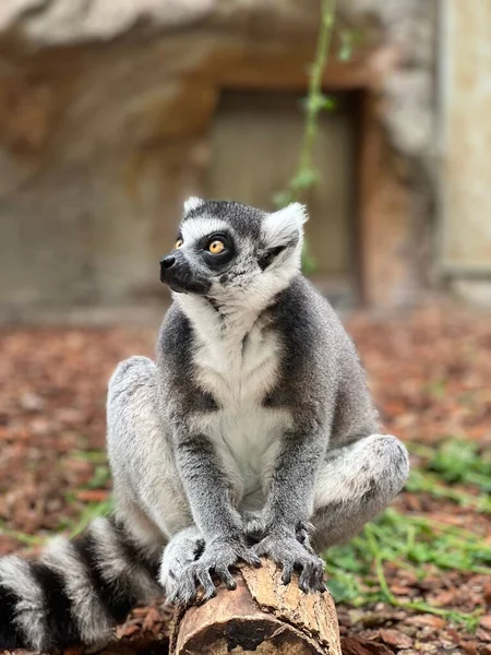 Halka Kuyruklu Bir Lemur Hayvanat Bahçesindeki Muhafazasının Zemininde Ağaç Kütüğünün — Stok fotoğraf