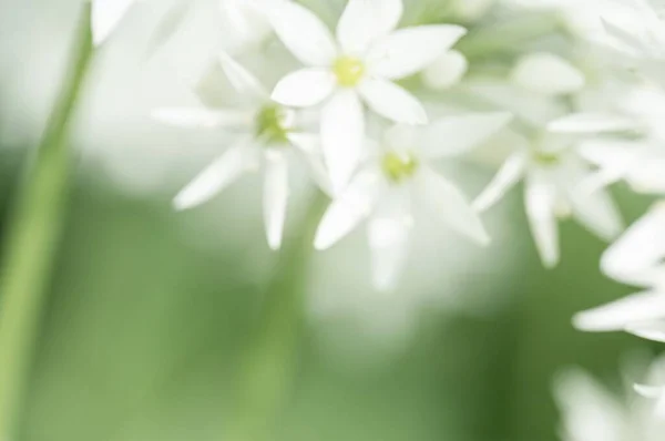 Ramson Divoký Pórek Během Období Květu Krásné Bílé Květy Přírodě — Stock fotografie