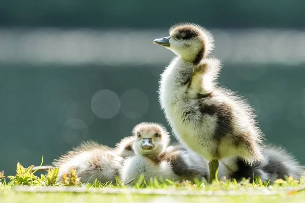 Baby Ducklings Standing Sitting Grasses — Stock Photo, Image