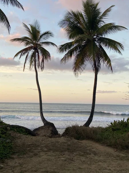 Plan Vertical Deux Palmiers Plage Coucher Soleil Rincon Porto Rico — Photo