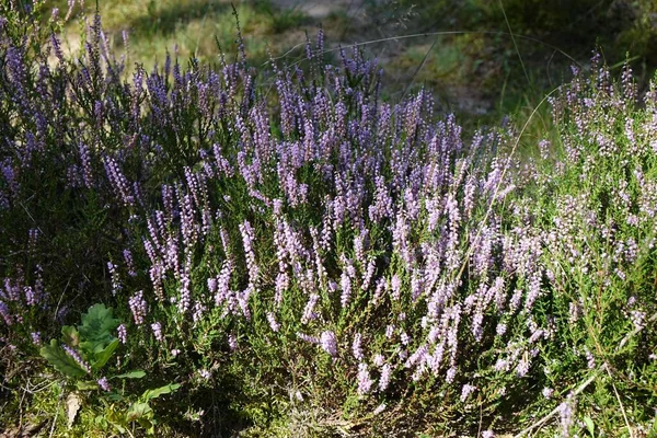 Крупним Планом Зображення Звичайних Квітів Погоди Calluna Vulgaris Ростуть Полі — стокове фото