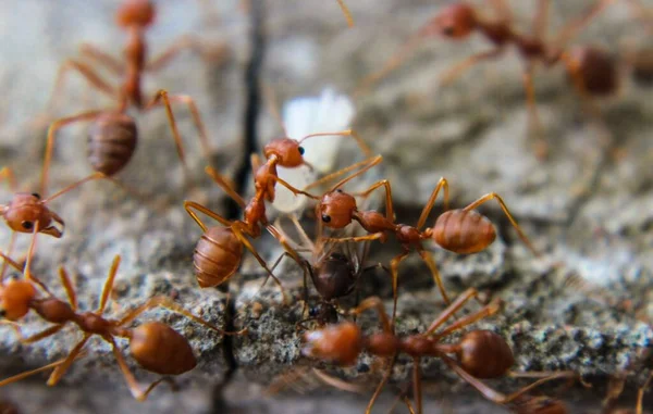 Uma Foto Macro Grupo Formigas Laranja Rastejando Cima Umas Das — Fotografia de Stock