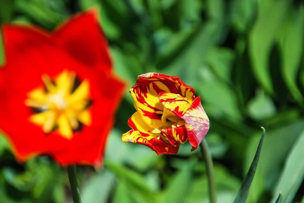 Egy Közeli Felvétel Egy Piros Sárga Tulipánról — Stock Fotó