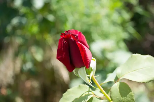 Närbild Den Röda Trädgården Ros Glödlampa Blommar Utomhus — Stockfoto