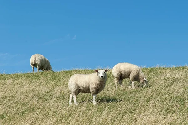 Almanya Nın Westerhever Köyündeki Yemyeşil Otlakta Otlayan Teksaslı Koyunlar — Stok fotoğraf