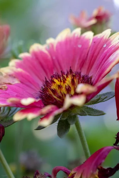 The close-up of pink Blanket flower or Gaillardia, vertical