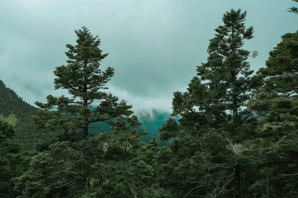 Věčně Zelené Stromy Národním Parku Taroko Hualien County Xiulin Tchaj — Stock fotografie