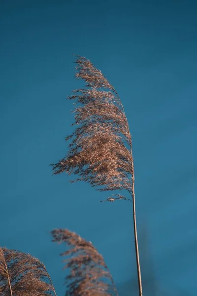 Eine Vertikale Aufnahme Eines Hohen Baumes Gegen Den Blauen Himmel — Stockfoto