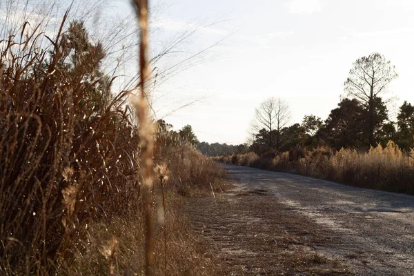 木々に囲まれた高速道路の風景 — ストック写真