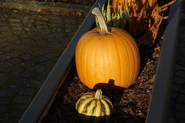 Primer Plano Una Calabaza Naranja Creciendo Jardín — Foto de Stock