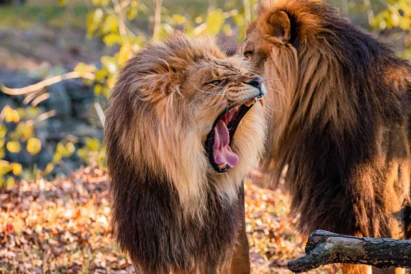 Два Взрослых Льва Дикой Природе Солнечный День — стоковое фото