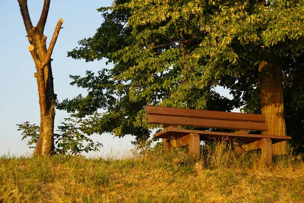 Drewniana Ławka Pobliżu Gęstym Drzewem Wsi Słoneczny Dzień — Zdjęcie stockowe