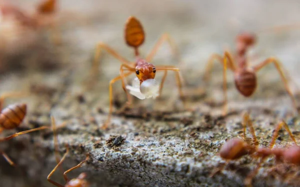 Macro Shot Orange Ant Holding Food Its Mouth — Stock Photo, Image