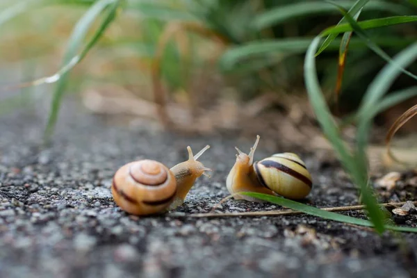 Tiro Perto Dos Dois Caracóis Chão — Fotografia de Stock