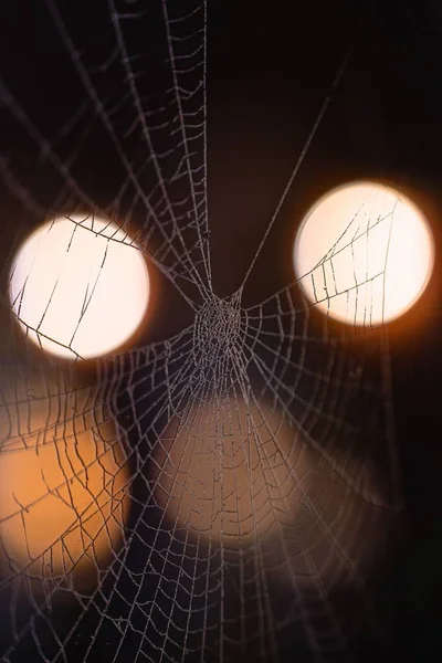 Een Verticaal Shot Van Een Spinnenweb Een Wazige Achtergrond Van — Stockfoto
