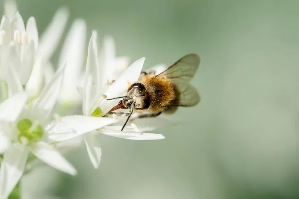 Focus Selettivo Colpo Ape Miele Raccolta Nettare Ramson Porro Selvatico — Foto Stock