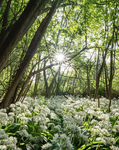 森の中で生い茂る野生のニンニクの花の垂直ショットと木の枝を通して輝く太陽 — ストック写真