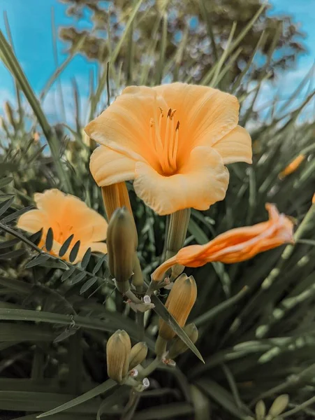 Plan Vertical Fleurs Lys Orange Dans Jardin — Photo