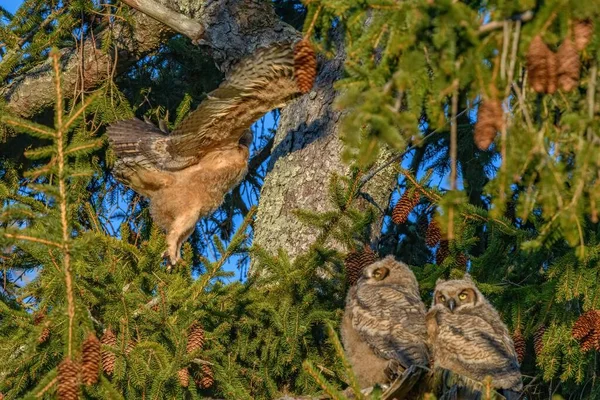 他のフクロウと木の中を飛ぶことを学ぶ偉大な角のついたフクロウのショット — ストック写真