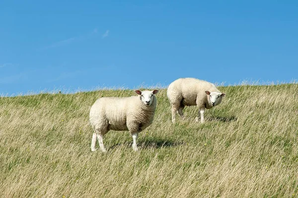 Eine Herde Texelschafe Weidet Auf Einer Saftig Grünen Weide Westerhever — Stockfoto
