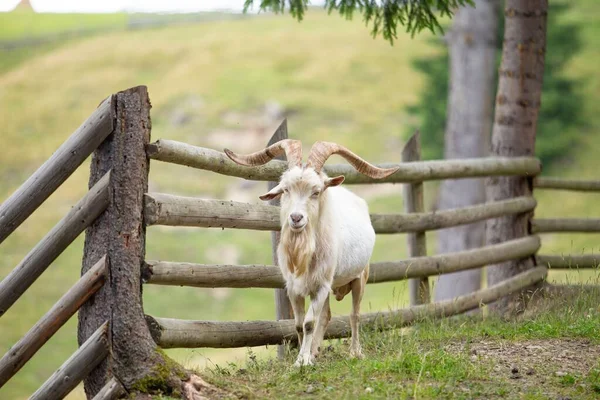 Una Cabra Salvaje Con Cuernos Extendidos Junto Una Cerca Troncos — Foto de Stock