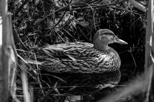 Primer Plano Escala Grises Pato Nadando Estanque —  Fotos de Stock