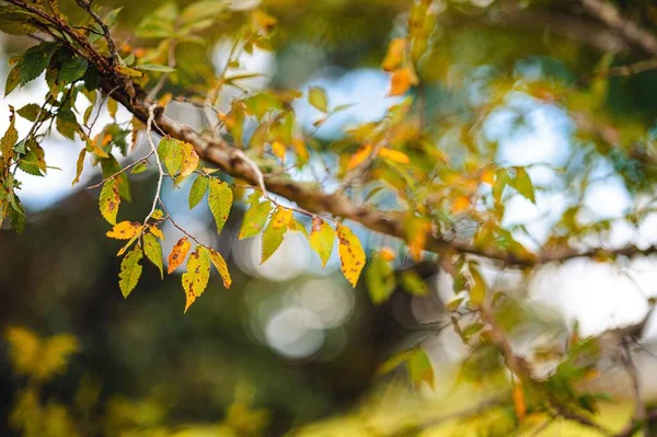 Selective Focus Autumnal Leaves Tree Branches Blurred Background — Fotografia de Stock