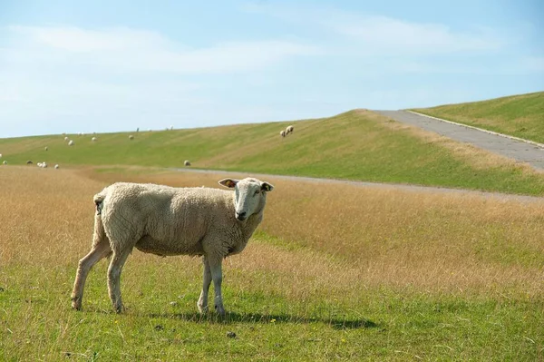 Almanya Nın Westerhever Köyündeki Yemyeşil Otlakta Otlayan Koyunlar Etrafa Bakınıyor — Stok fotoğraf