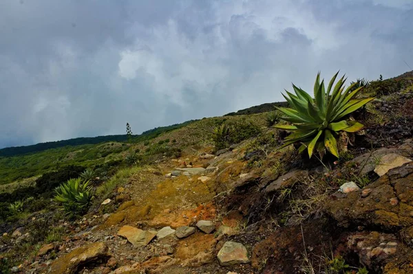 Agave Aloés Tropical Crescendo Campo Contra Céu Nublado — Fotografia de Stock