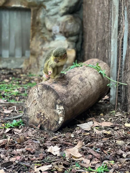 Mono Talapoin Gabón Sentado Tronco Árbol Recinto Zoológico — Foto de Stock