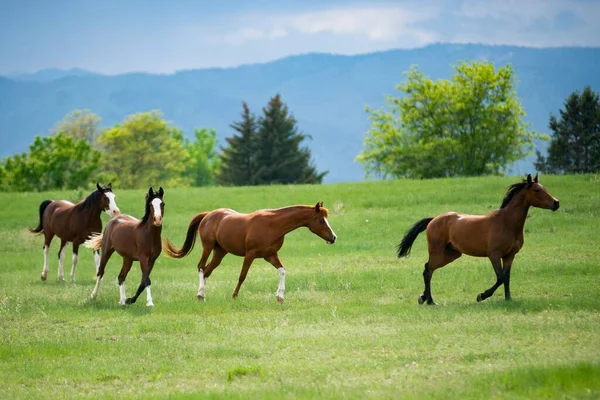 Beautiful Shot Horses Free Wild — Stock Photo, Image