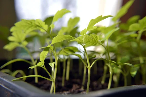 Selective Focus Shot Tomato Seedlings Black Plastic Plant Pot — Stock Photo, Image