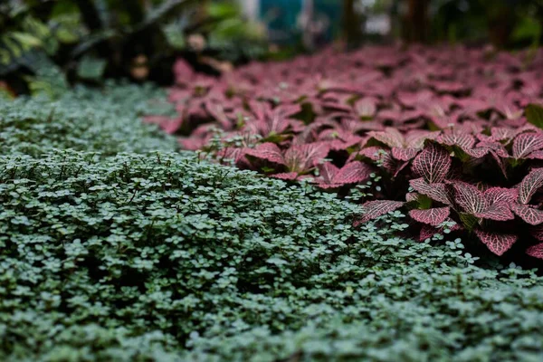 在模糊的背景下 在花园里的一帧绿色植物和红叶的特写照片 — 图库照片