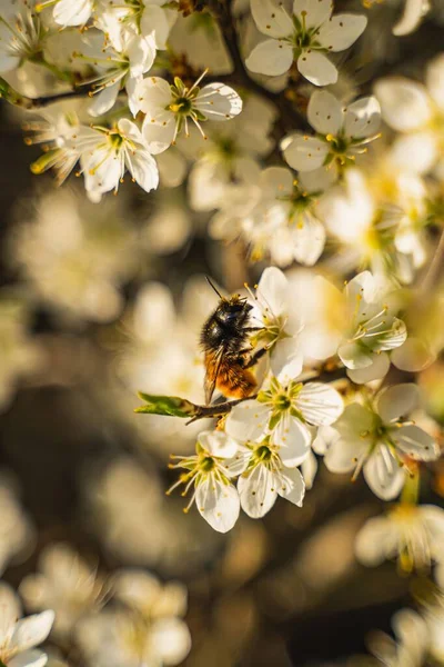 Μια Κάθετη Κοντινή Λήψη Μιας Μέλισσας Στα Λευκά Άνθη Ενός — Φωτογραφία Αρχείου