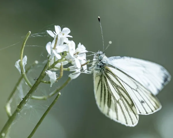 Primer Plano Blanco Con Venas Verdes Sentado Sobre Delicadas Flores —  Fotos de Stock