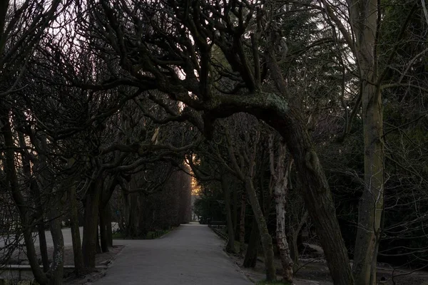 Cenário Assustador Com Árvores Escuras Torcidas Torno Uma Trilha Estreita — Fotografia de Stock
