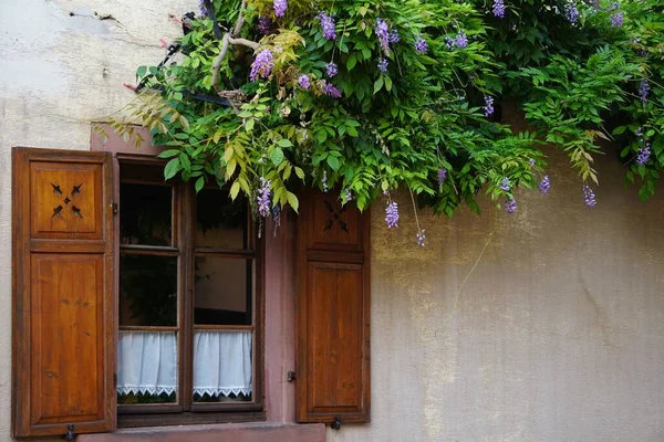 Bujna Zielona Lawenda Fioletowymi Kwiatami Przez Wiejskie Okna Budynku Drewnianymi — Zdjęcie stockowe