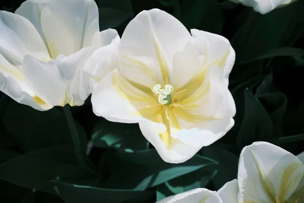 Amsterdam Bir Parkta Beyaz Lale Çiçeklerinin Yakın Plan Çekimi — Stok fotoğraf
