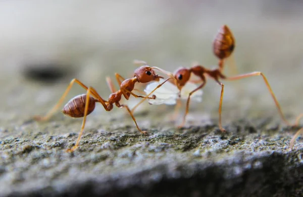 Macro Shot Pair Orange Ants Fighting — Stock Photo, Image