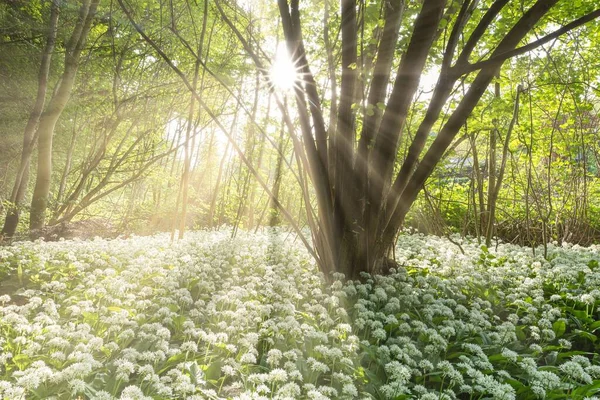 Strzał Dzikich Kwiatów Czosnku Rosnących Lesie Słońce Świecące Przez Gałęzie — Zdjęcie stockowe