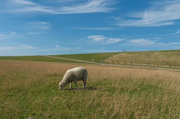 Die Drenthe Heide Schafe Weiden Auf Saftig Grünen Weiden Westerhever — Stockfoto