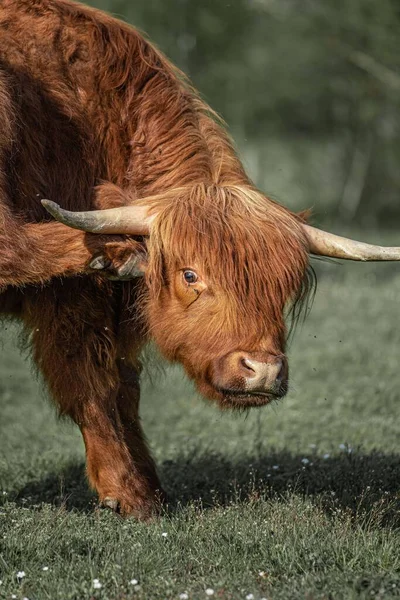 Egy Függőleges Közelkép Egy Barna Hegyvidéki Marháról Fűben — Stock Fotó