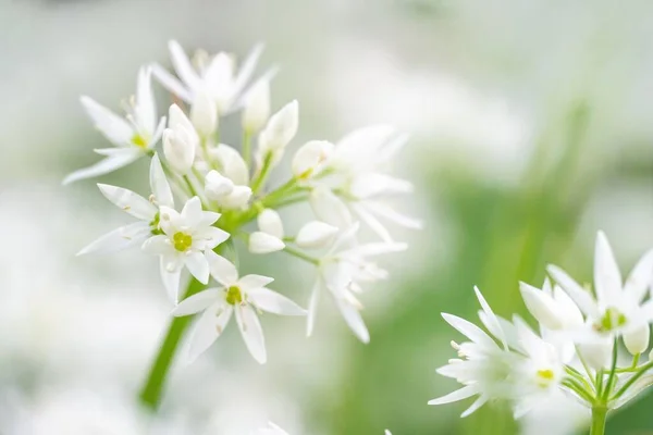 Ramson Porro Selvatico Durante Stagione Della Fioritura Bei Fiori Bianchi — Foto Stock