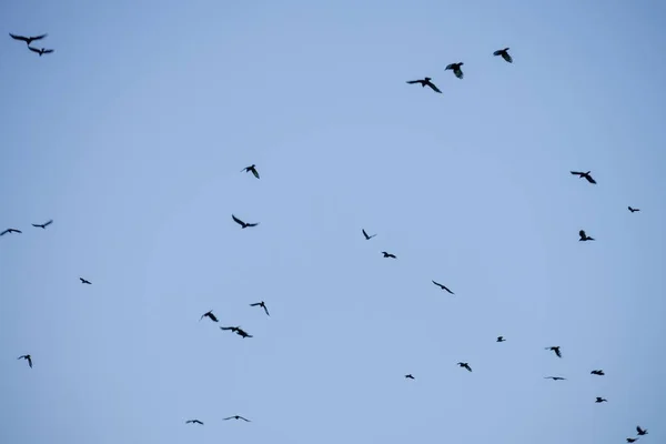 Hermoso Tiro Pájaros Vuelo Cielo Azul Claro —  Fotos de Stock