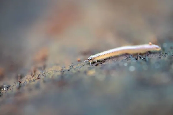 Szelektív Fókusz Felvétel Creeping Millipede Myriapoda Elmosódott Felületen Millipede Egy — Stock Fotó