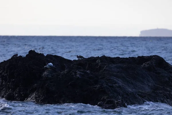 Aves Encantadoras Pequena Ilha Rochosa Meio Água Oceano Cinza — Fotografia de Stock