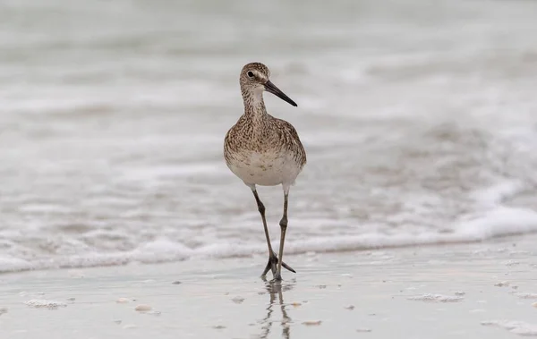 Cute Willet Bird Standing Seashore — Stock Photo, Image